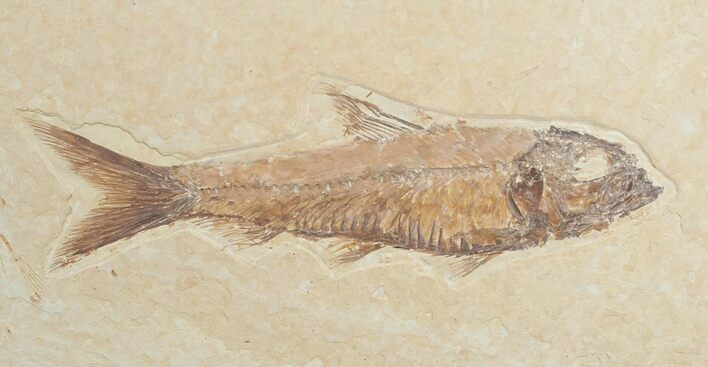 Knightia Fish Fossil - Wyoming #6580
